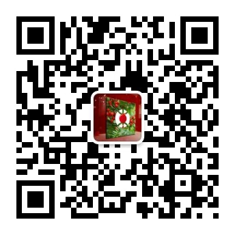 养护技术：红豆杉芽苗如何移栽好？